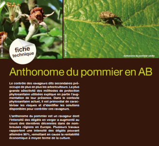 Fiche technique : Anthonome du pommier en AB