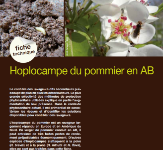 Fiche technique : Hoplocampe du pommier en AB