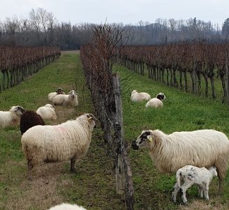 Photo viti-pastoralisme - Copyright Paul-Armel Salaun, ITAB