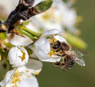 Abeille butinant une fleur d'arbre fruitier