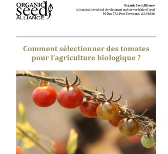 Guide : Comment sélectionner des tomates pour l'agriculture biologique ?