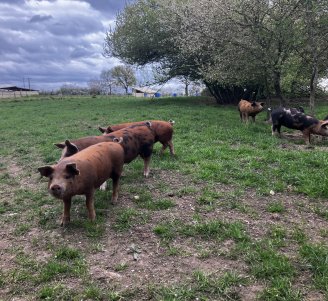 Parcours pour porcins