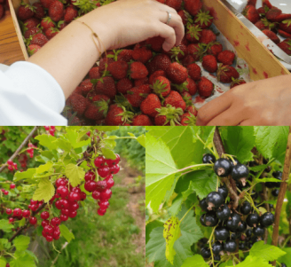 Photo de petits fruits (fraise, groseilles et cassis)