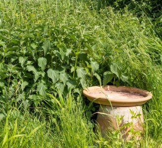 Photo ortie et pot en terre cuite