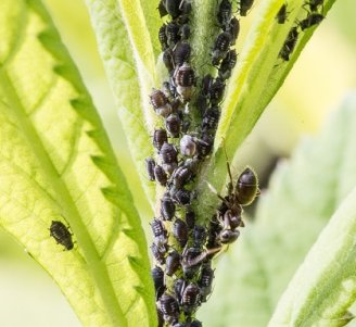 Aphis fabae prédaté par le pemphredon