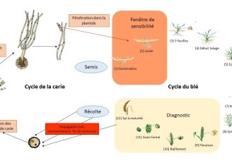 Schéma du cycle de la carie du blé