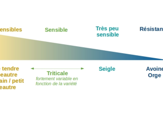 Schéma carie du blé : espèces sensibles