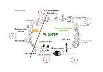 Schéma : cycle de la carie, étapes clés