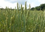 Photo d'un champ de blé en épi