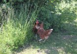 Poules sur un parcours végétal dense
