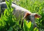 Projet AGROMIX