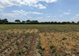 Photo Synergies Bio & Non Bio - Projet QualiSolPom d'inov3PT