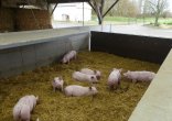 Photo du projet BâtiPorc C4E de l'Ifip