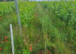 Photo Synergies Bio & Non Bio - Projet Locavisol de l'IFV
