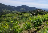 Paysage viticole sud est
